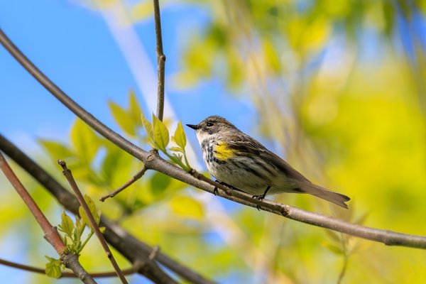 Yellow-rumped Warbler
