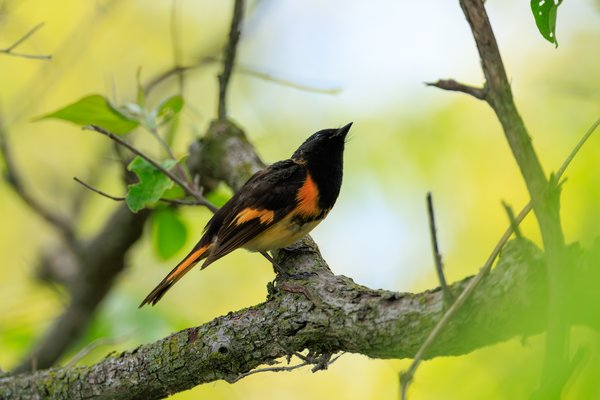 American Redstart