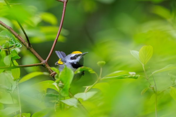 Chestnut-sided Warbler