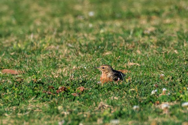 Red-throated Pipit