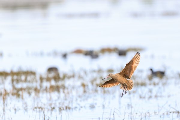 Marbled Godwit