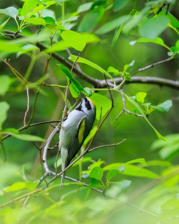 Golden-winged Warbler