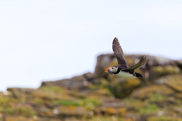Atlantic Puffin
