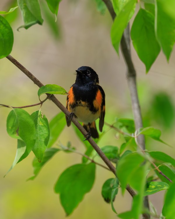American Redstart