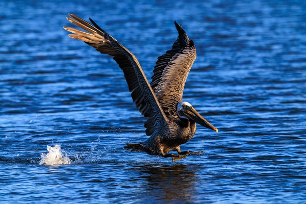 Brown Pelican