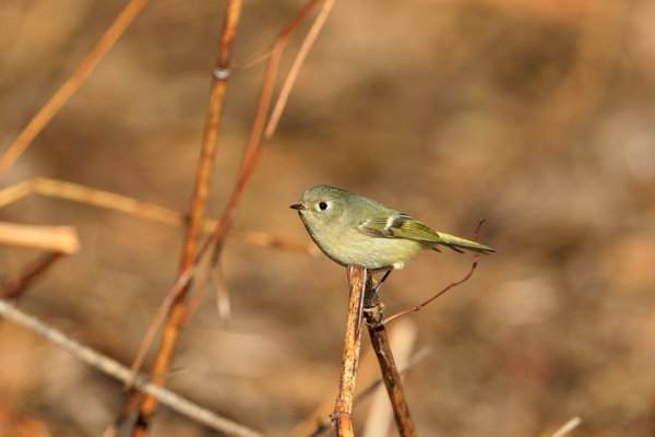 Ruby-crowned Kinglet