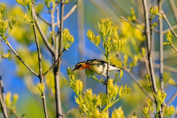 Blackburnian Warbler