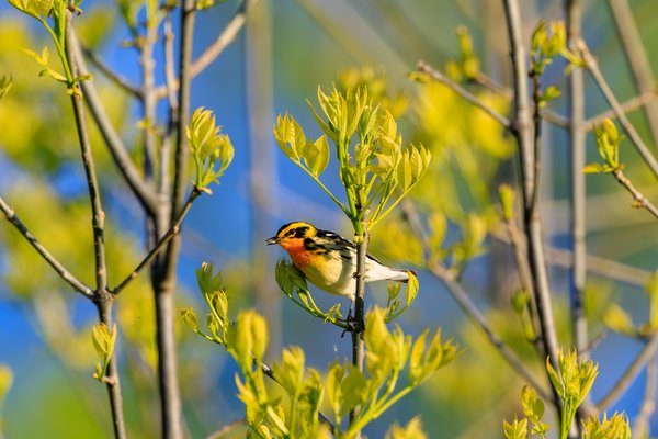 Blackburnian Warbler