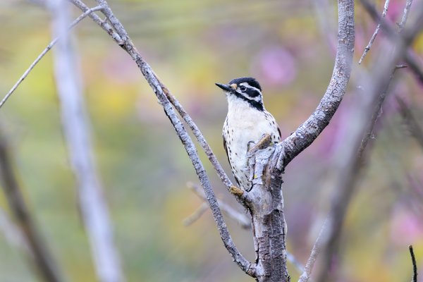 Nuttall's Woodpecker