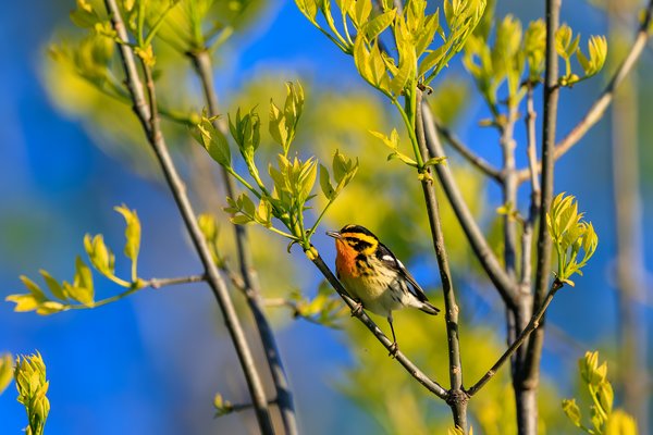 Blackburnian Warbler