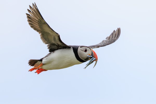Atlantic Puffin