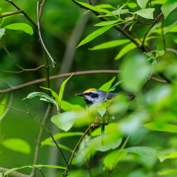Golden-winged Warbler
