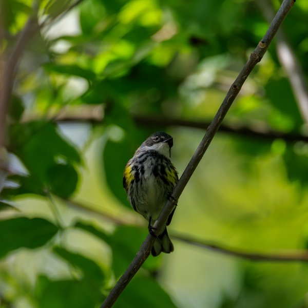 Yellow-rumped Warbler