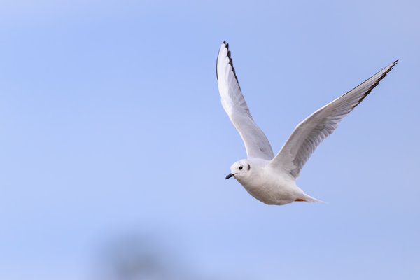 Bonaparte's Gull