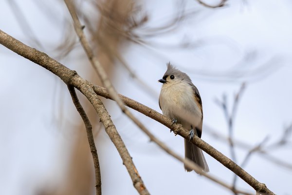 Tufted Titmouse