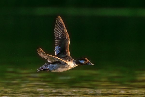 Bufflehead