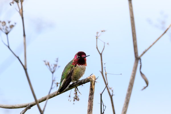 Anna's Hummingbird