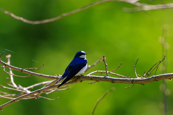 Tree Swallow