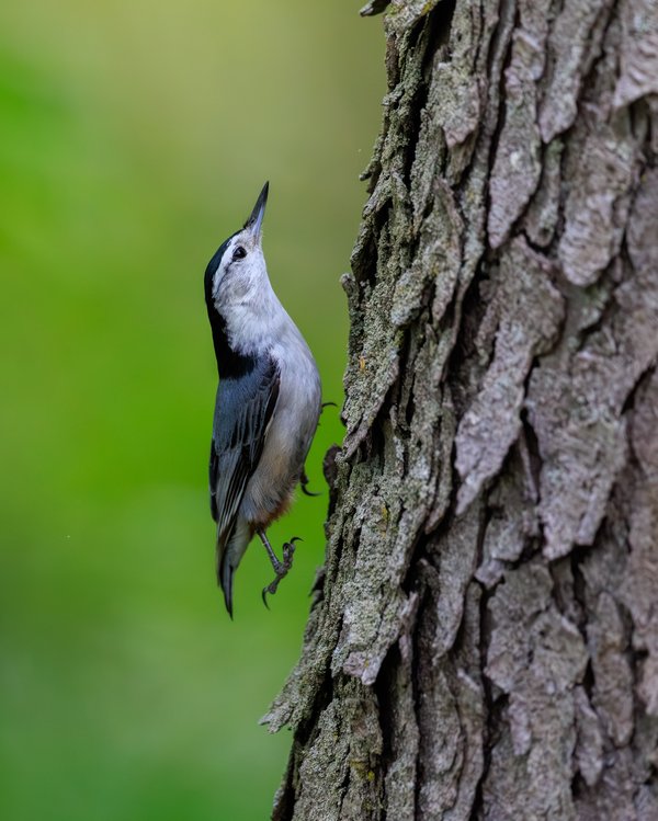 White-breasted Nuthatch