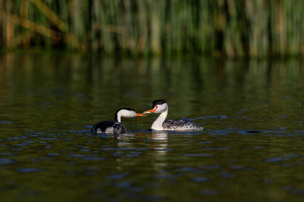 Clark's Grebe