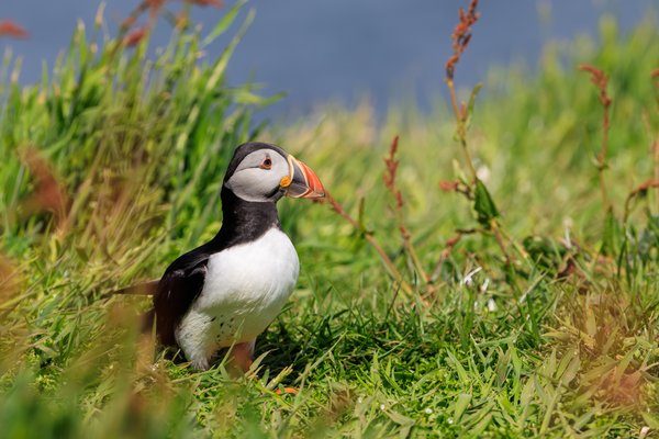 Atlantic Puffin