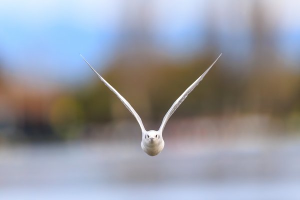 Bonaparte's Gull