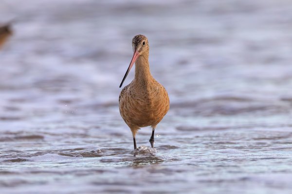 Marbled Godwit