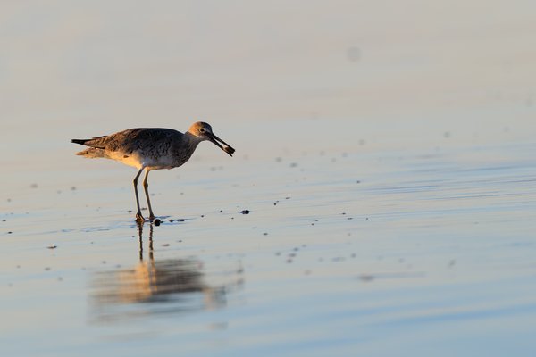 Willet