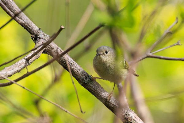 Ruby-crowned Kinglet