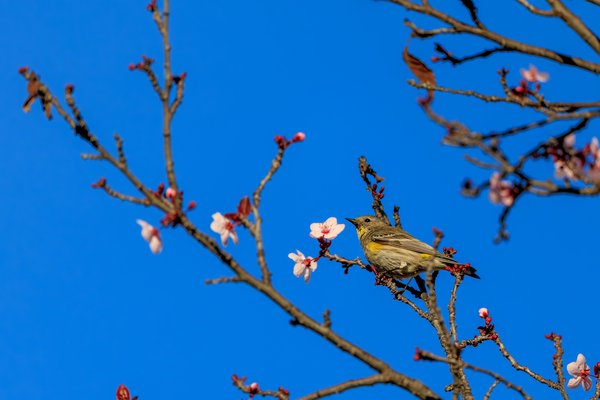 Yellow-rumped Warbler