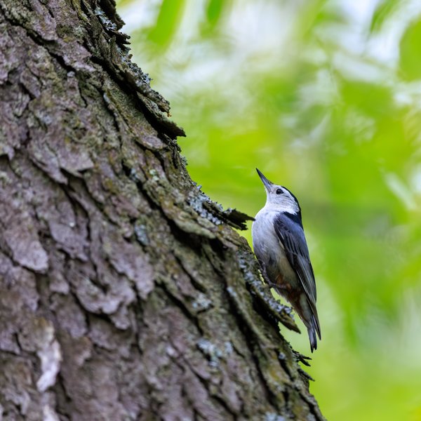 White-breasted Nuthatch