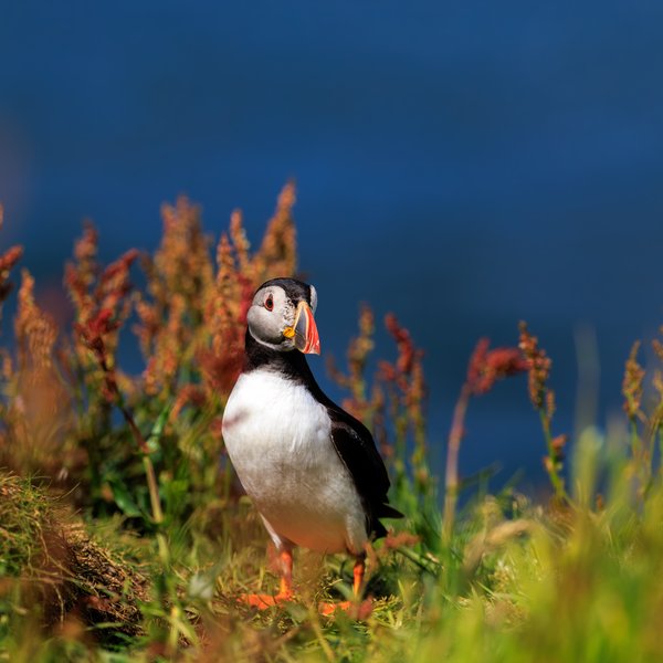 Atlantic Puffin