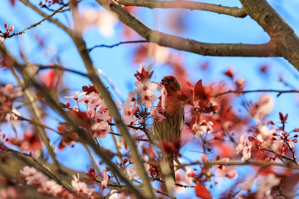 House Finch