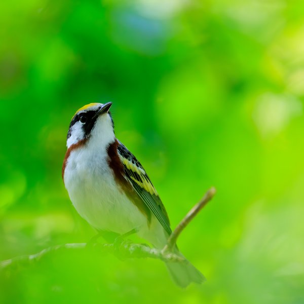 Chestnut-sided Warbler