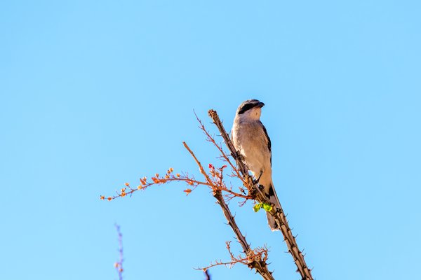 Loggerhead Shrike