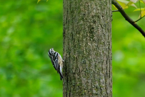 Black-and-white Warbler