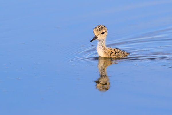 Black-necked Stilt