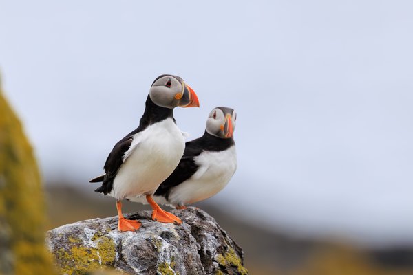 Atlantic Puffin