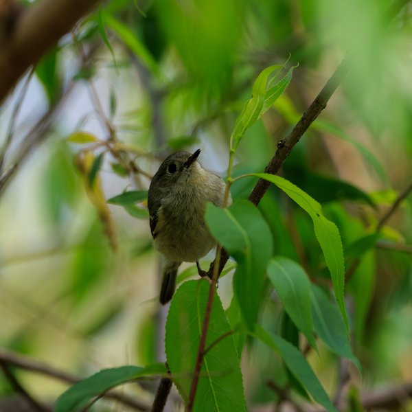 Ruby-crowned Kinglet