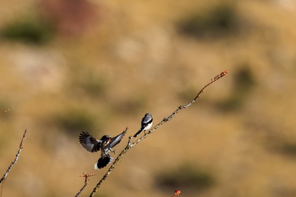 Loggerhead Shrike