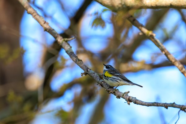 Biggest Week in American Birding