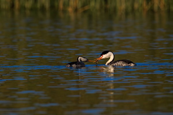 Clark's Grebe