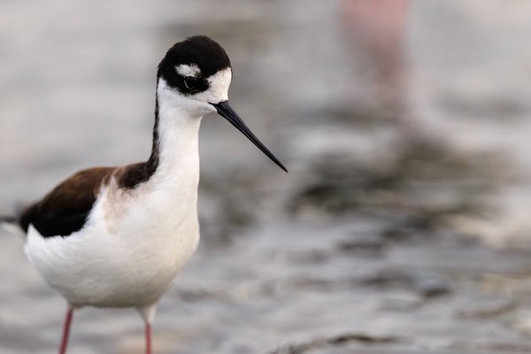 Black-necked Stilt