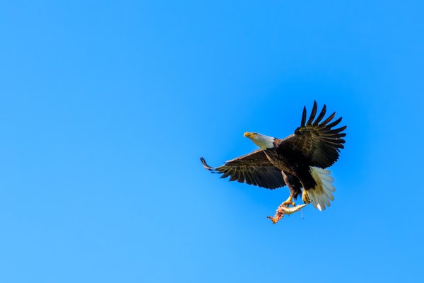 Bald Eagle