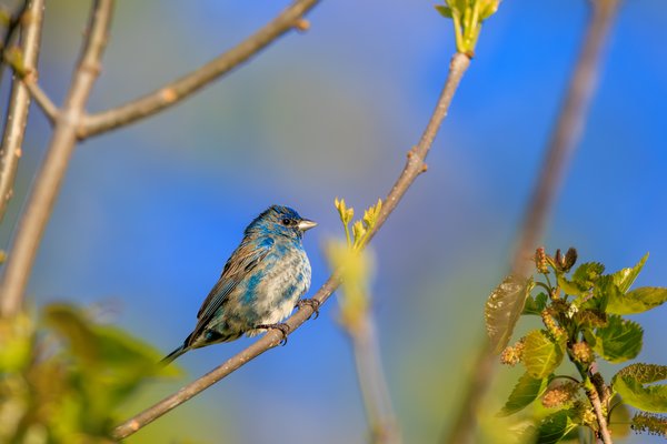 Indigo Bunting
