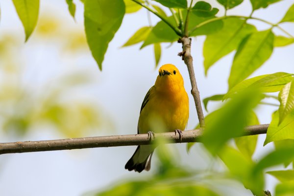 Prothonotary Warbler