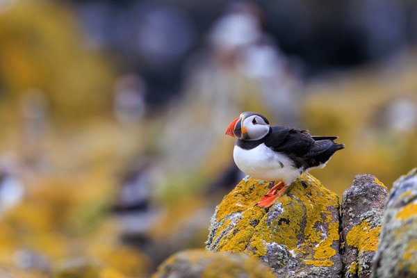 Atlantic Puffin