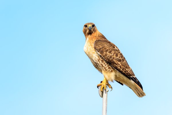Red-tailed Hawk