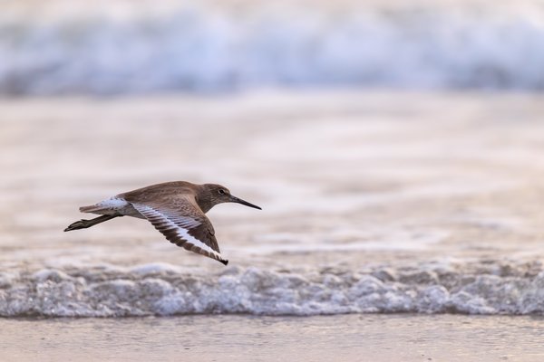Willet