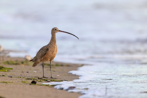 Long-billed Curlew